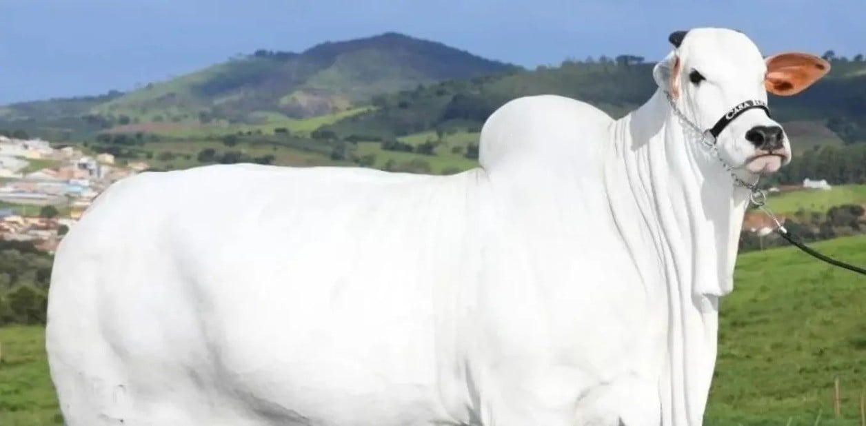 La vaca más cara del mundo se vendió por 4,3 millones de dólares
