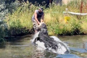 VIDEO: Se salva por poco de ser devorado por un enorme caimán en Colorado