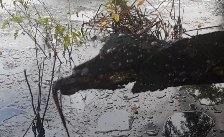 Derrame de petróleo enciende alarmas en comunidad de productores indígenas en Anzoátegui