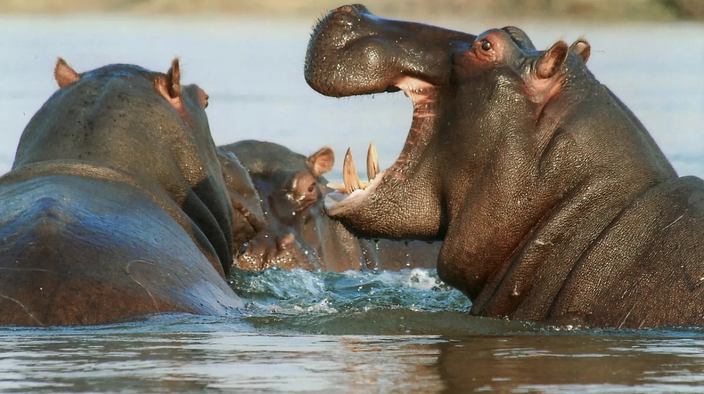 Niño de 12 años nadaba en un río cuando fue atacado por un hipopótamo