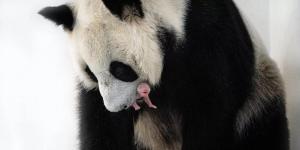 Nació por primera vez un cachorro de oso panda en el zoológico de Moscú