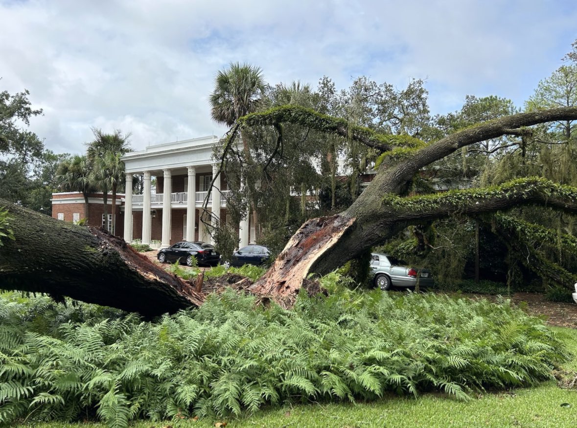 Enorme árbol cayó sobre la casa de Ron DeSantis durante paso del huracán Idalia (FOTO)
