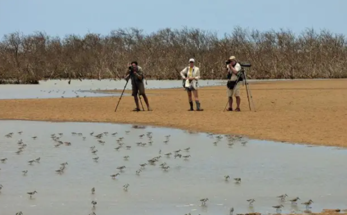 High-voltage power lines put migratory birds at risk in western Venezuela