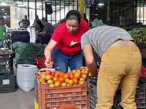Crisis de combustible incide en el precio del tomate, que aumentó a 75 bolívares en Barinas
