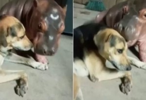 Autoridades en Colombia están tras su búsqueda: Hipopótamo se hace viral al jugar con un perro en una casa (VIDEO)