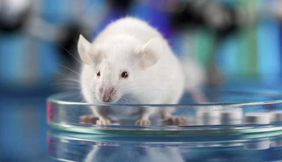 Ratón con 100 mil neuronas humanas en el cerebro abre camino a nuevas terapias para el Alzheimer