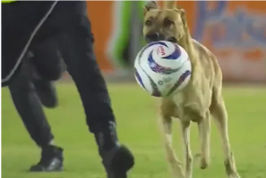 ¡Se robó el show! Perrito invadió el campo, jugó con el balón y regateó a todo el mundo (Video Viral)