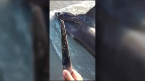 EN VIDEO: Encontraron un tiburón apuñalado en el corazón por un pez espada