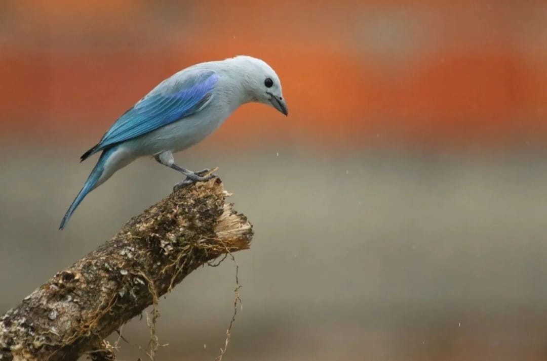 Avistadores de aves del Táchira se despliegan para participar en el October Big Day