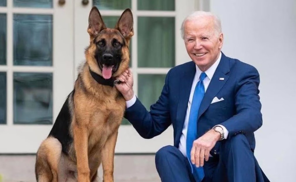 El destino incierto de Commander, el perro de la familia Biden que fue expulsado de la Casa Blanca