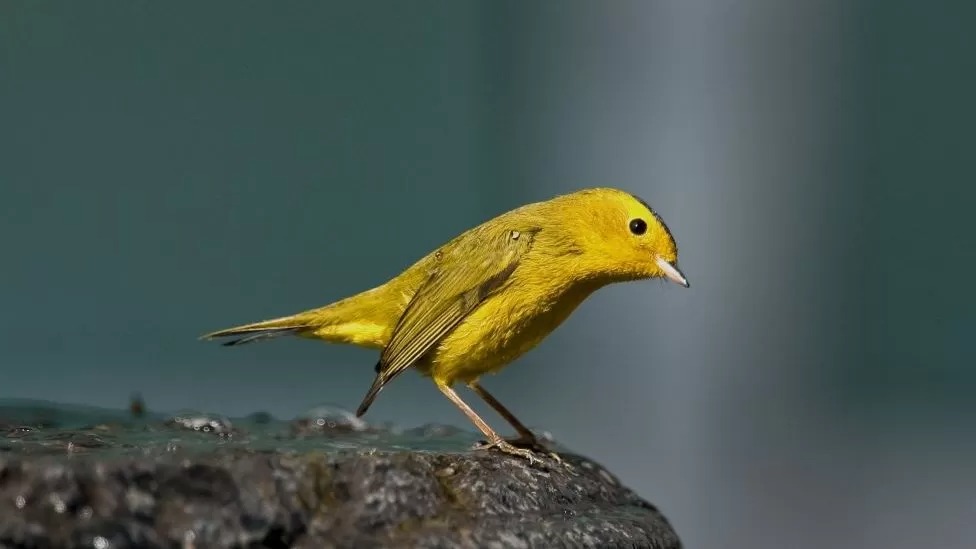 La razón por la que decenas de aves cambiarán de nombre en EEUU