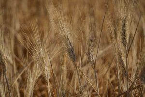 Rusia prohíbe la exportación de trigo duro durante seis meses
