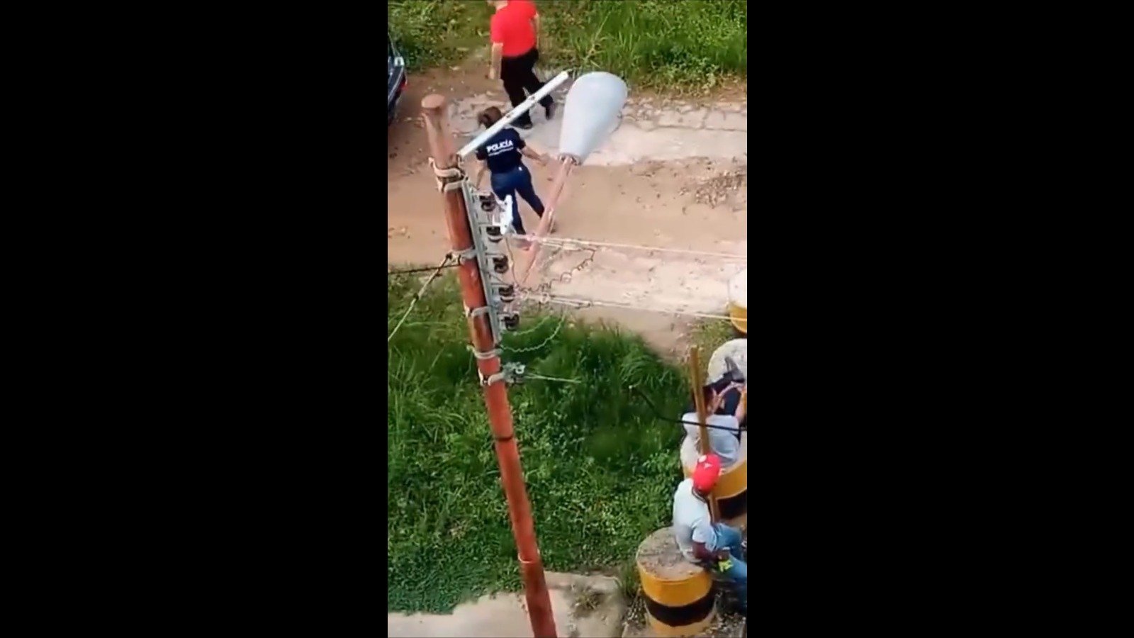 EN VIDEO: “PoliChora” adornará su casa con un pinito de la zona protegida Cerro “El Café” de Valencia