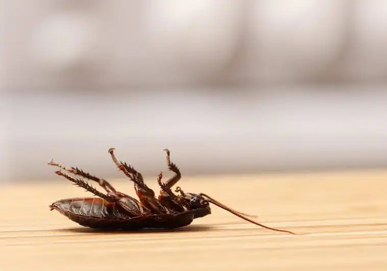 VIRAL: Intentó matar una cucaracha, pero algo inesperado hizo que terminara desnuda (VIDEO)