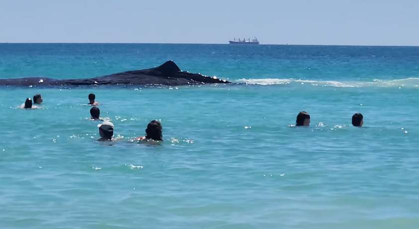 Murió cachalote al entrar a aguas poco profundas llenas de bañistas en Australia (Video)