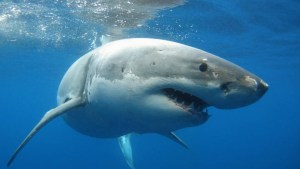 Un enorme tiburón devoró a turista estadounidense mientras surfeaba en playa de Bahamas