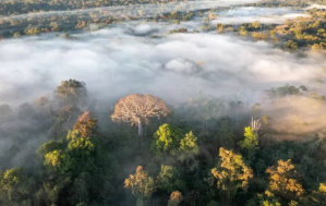 La mitad de la Amazonía puede desaparecer en 2050 y alterar el clima de toda la Tierra