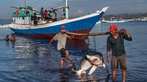 Detuvieron a tres hombres con más de 25 tiburones desmembrados en Sucre