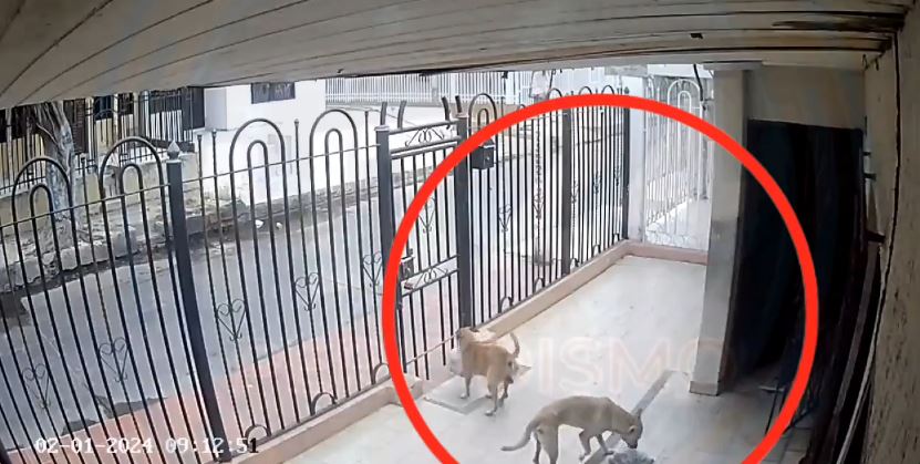 Insólito VIDEO: dos perritos aprovecharon el descuido de un hombre para robarle dos bolsas de carne