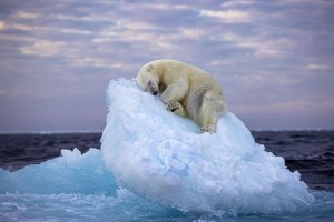 “Cama de hielo”: la conmovedora FOTO de un oso durmiendo que ganó prestigioso premio