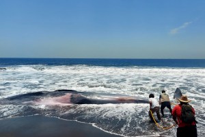 Hallaron muerta a una ballena rorcual de 13 metros en playa de Guatemala