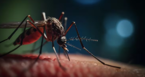 Cómo influye una alimentación sana y equilibrada en la protección frente al dengue