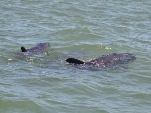 Hallazgo de delfín “cabeza de melón” muerto en Falcón sería el primer reporte de esa especie en el estado