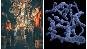Qué es la bacteria Stss, la “enfermedad carnívora” que azota a Japón