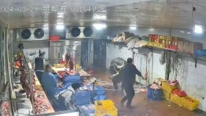 La rebelión de la vaca: escapó del matadero y atacó a los empleados que encontró en su camino (VIDEO)