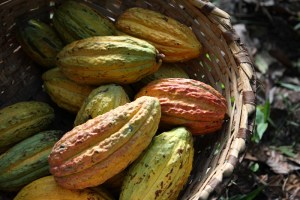 El auge del cacao en América Latina: oportunidades y desafíos en un mercado en evolución