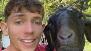 Un joven le cantó al oído a una cabra y la enamoró: el VIDEO que arrasa en redes