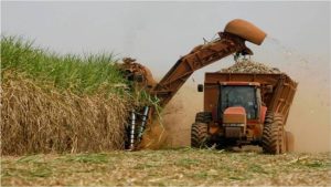 Estiman que producción de caña de azúcar en Venezuela incremente durante el 2024