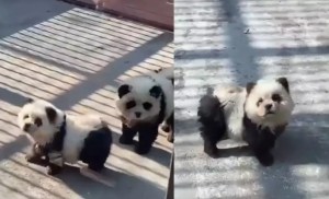 Indignación en China por exhibición de pandas que resultaron ser perros pintados