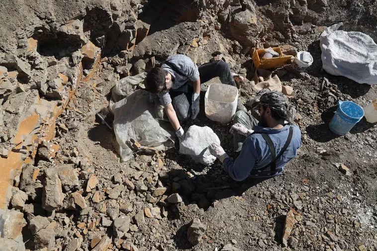 Hallan restos de un dinosaurio carnívoro que habitó hace 69 millones de años en lo que hoy es Argentina