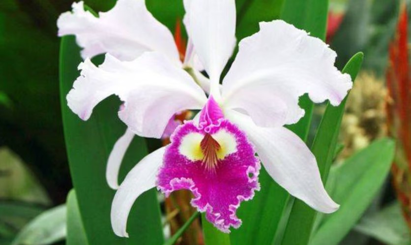 Cómo usar la vitamina C para que las orquídeas den flores en tiempo récord