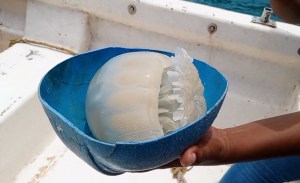 Proliferación de medusas bola de cañón llega a las costas del estado Sucre