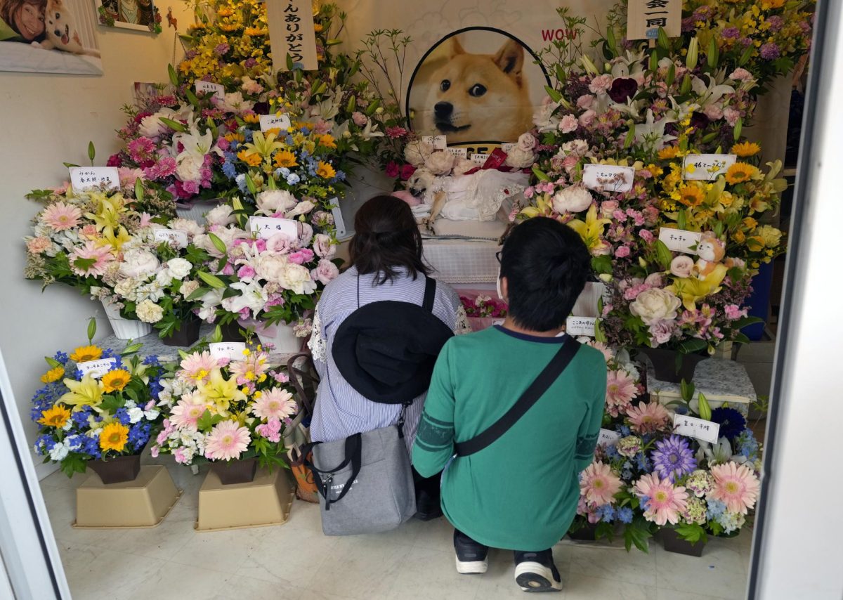 Decenas se despiden con flores de Kabosu, la perra shiba inu que inspiró el meme Doge