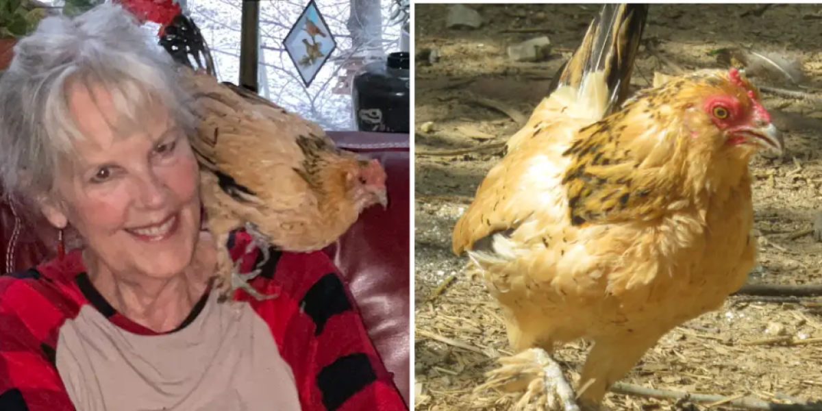 La historia de la gallina más vieja del mundo: Peanut vivió 21 años y rompió récord mundial