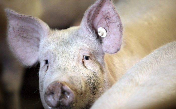 China anuncia una investigación por competencia desleal contra el cerdo europeo