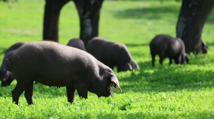 Cinco claves para entender la investigación “antidumping” de China al cerdo europeo