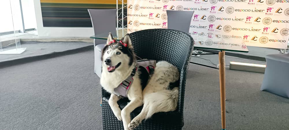 Cerca de 100 caninos participarán en el Primer Can Fest Internacional en Caracas