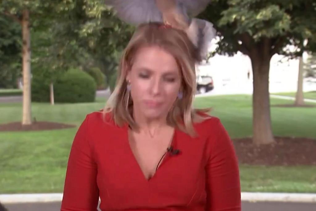 Captado en cámara: Pájaro se posó sobre la cabeza de una periodista de la Casa Blanca (VIDEO)