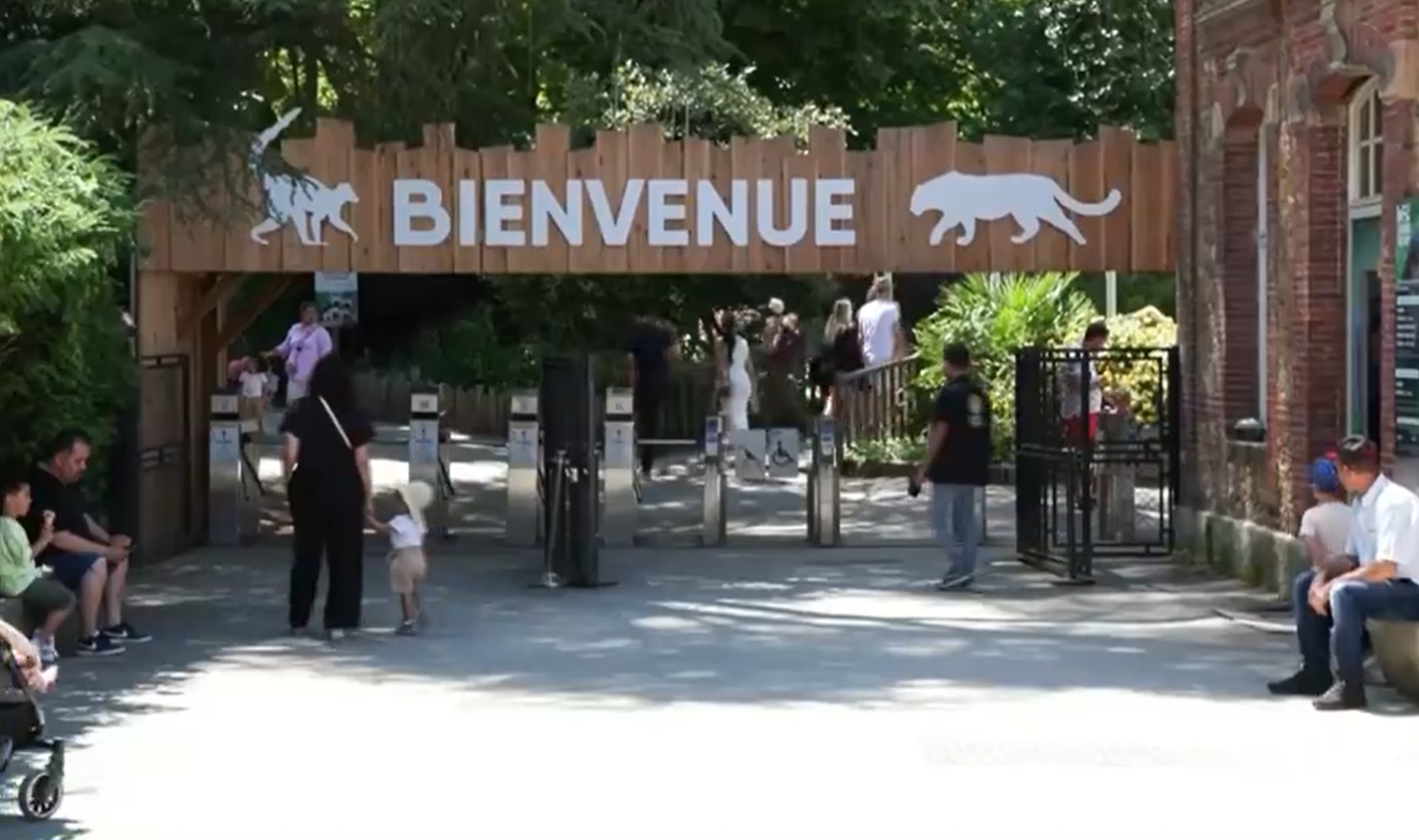 Horror en Francia: varios lobos atacan y lastiman de gravedad a una mujer en un zoológico