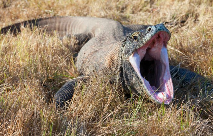 Dragones de Komodo tienen dientes recubiertos de hierro para matar a sus presas, según estudio