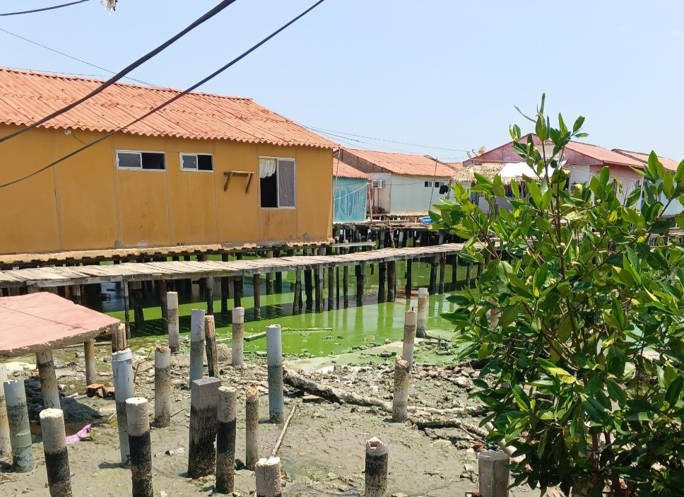 Otra vez el Lago de Maracaibo se tiñe con el verdín: ambientalistas piden que se decrete estado de emergencia